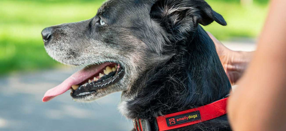 Furry sales dog collar