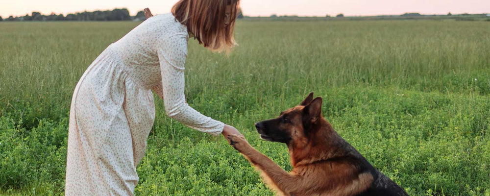 Different Types of Dog Training: Which one is Best for You and Your Dog?