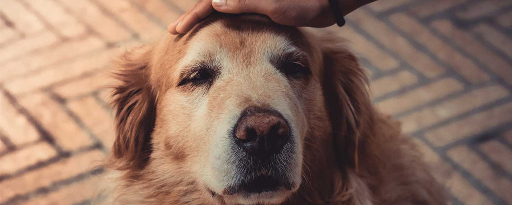 Four Useful Tips On How To Care For Your Senior SmellyDog