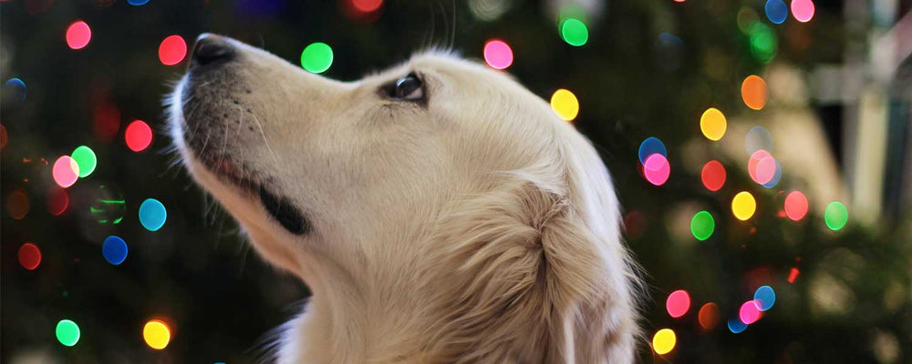 Six Canadian-made Christmas Gifts for Dog Lovers - Holiday Gift Guide 2020