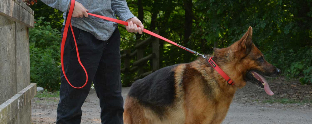 Teaching Your Dog How To Walk On A Leash In Three Easy Steps