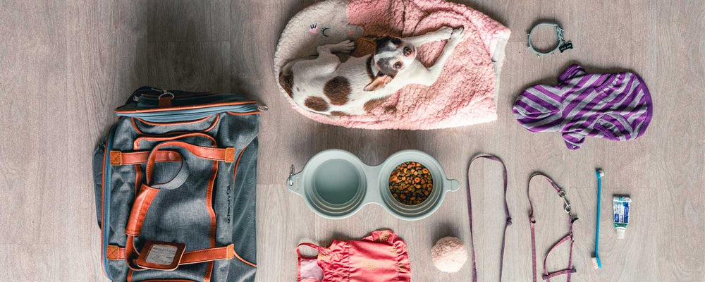 Top Things to Have in Your Doggy Bag